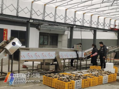 寧波人迎來專屬專業(yè)生蠔清洗加工廠，服務(wù)更貼心